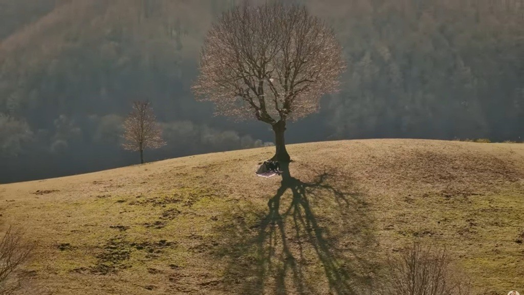 Ujęcie z góry na drzewo na szczycie wzgórza.